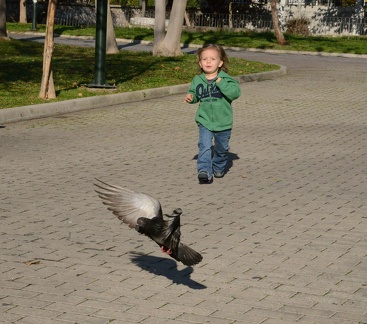 Athens pigeon chaser